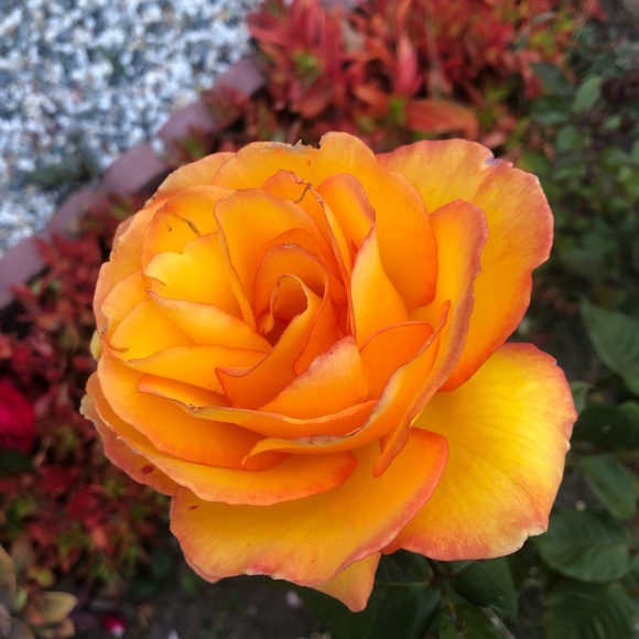 Meet your Posher, myrosasarered - Picture 1 of 1